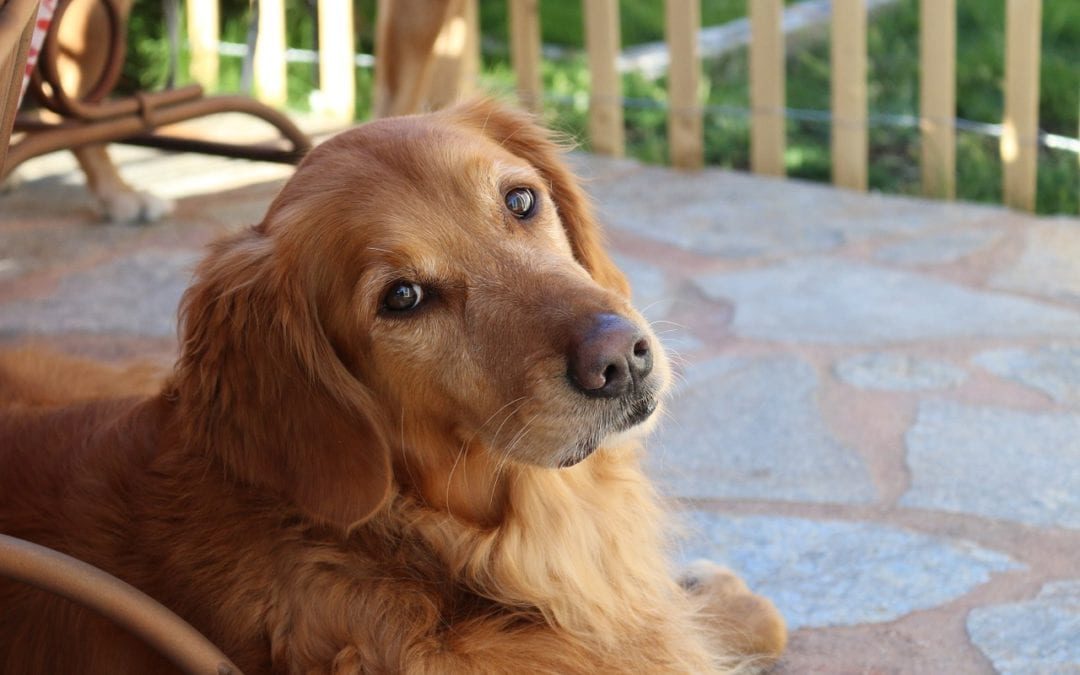 Does your pet have back-to-school jitters?  Help your pet get back to our regularly scheduled program.