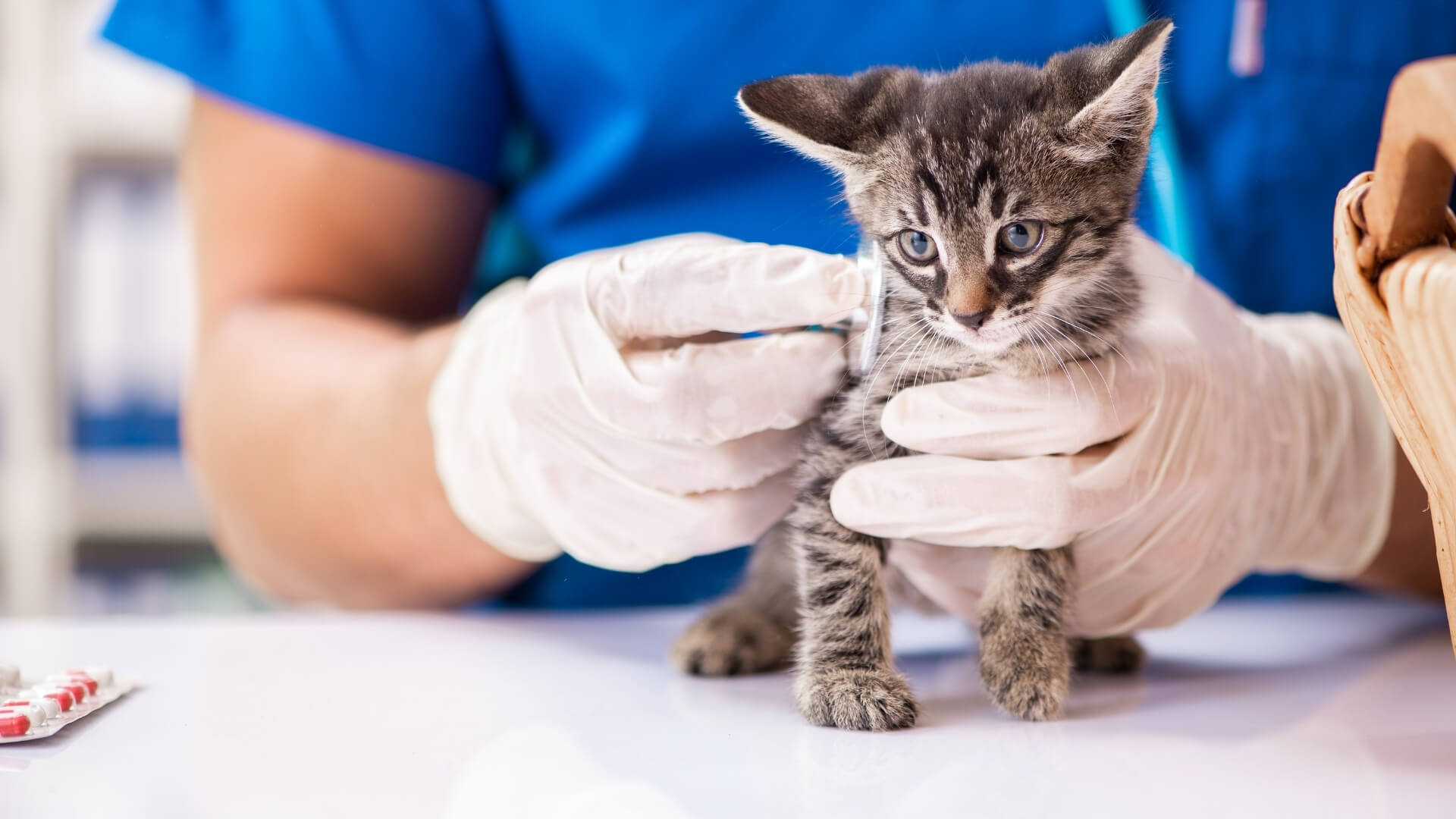 Austin, TX Veterinary Clinic Locations Firehouse Animal Health Round Rock