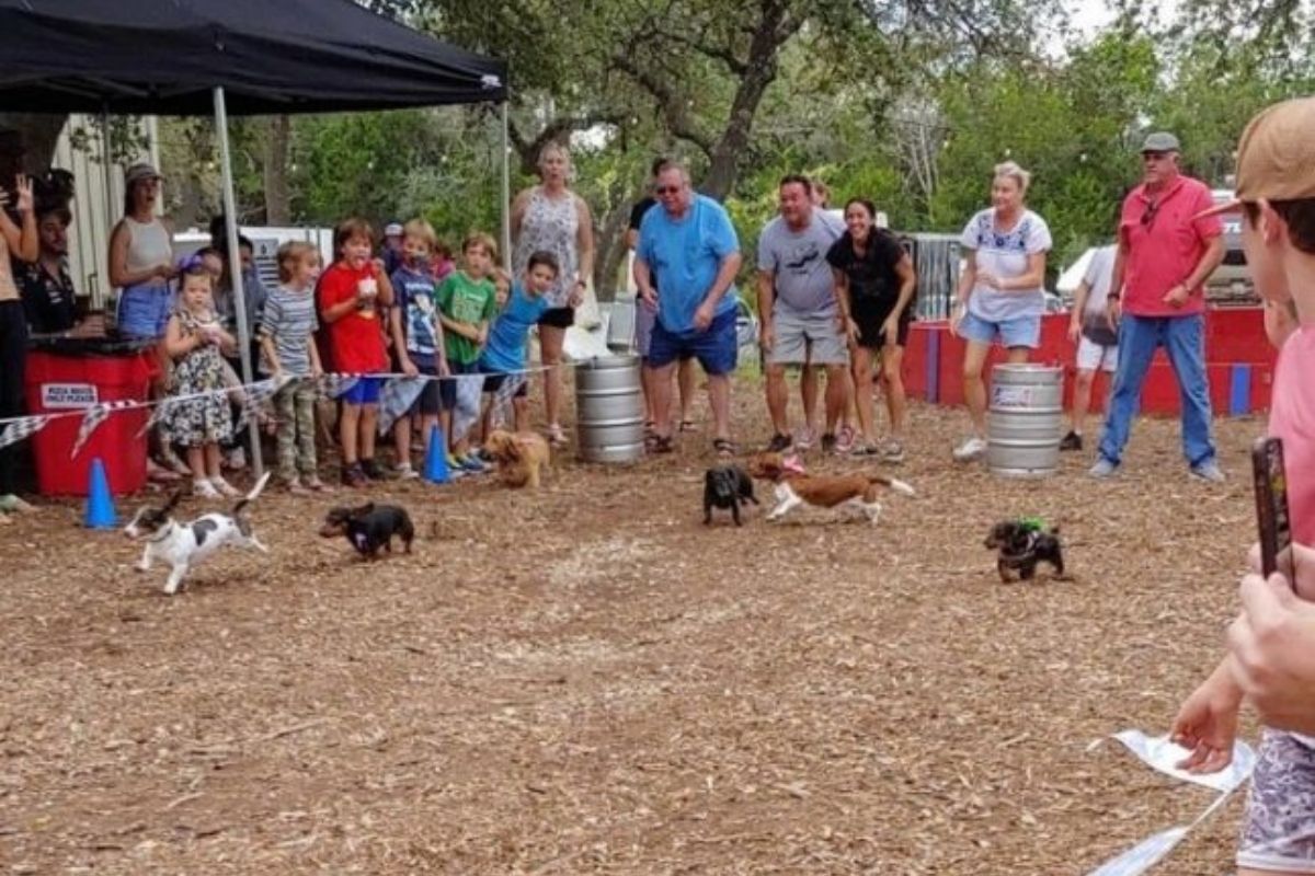Firehouse Belterra supported the dachshund race fun and PAWS Shelter of Central Texas. It was great to get out and meet so many people!