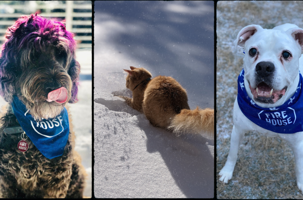 Prep for Everything This Winter: How to Protect Your Pets During Austin Cold Fronts