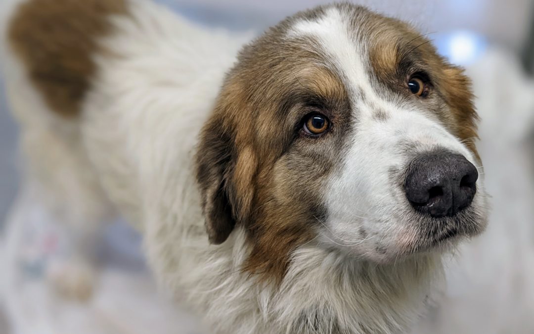 Beethoven loses a leg but finds a home  Firehouse doc adopts her patient