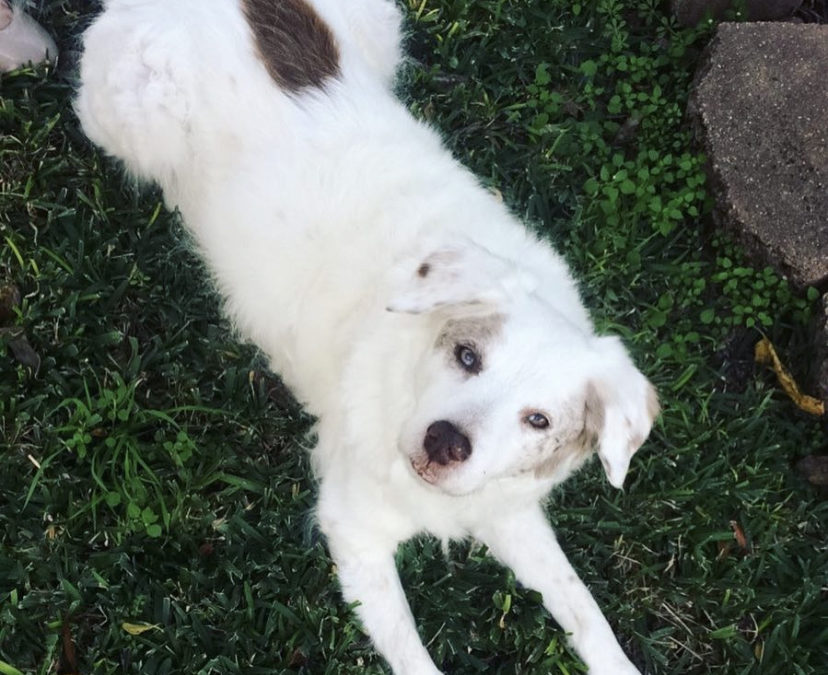 5 ways to nurture your senior pet  Make the most of your companion’s golden years
