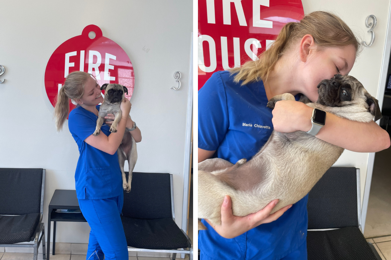 6 Signs Your Pet Has Allergies Firehouse Animal Health Round Rock