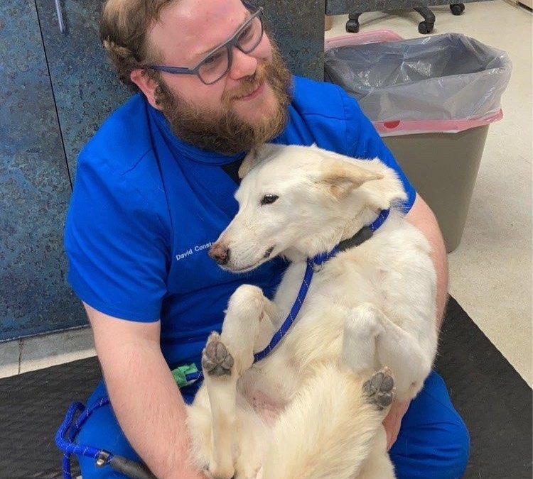 What is the Goal of Pet Dental X-rays?  X-ray images give us a better image of your pet’s dental health