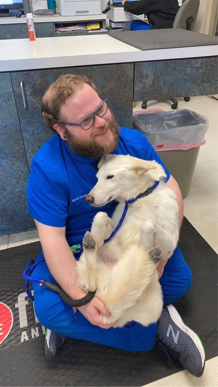 What Is The Goal Of Pet Dental Xrays? Firehouse Animal Health Round Rock