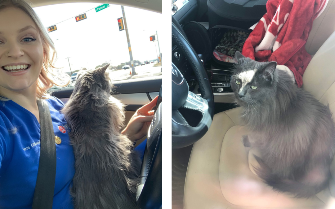 Traveling in 2023 with Your Pet  How to vacation with your cat and dog