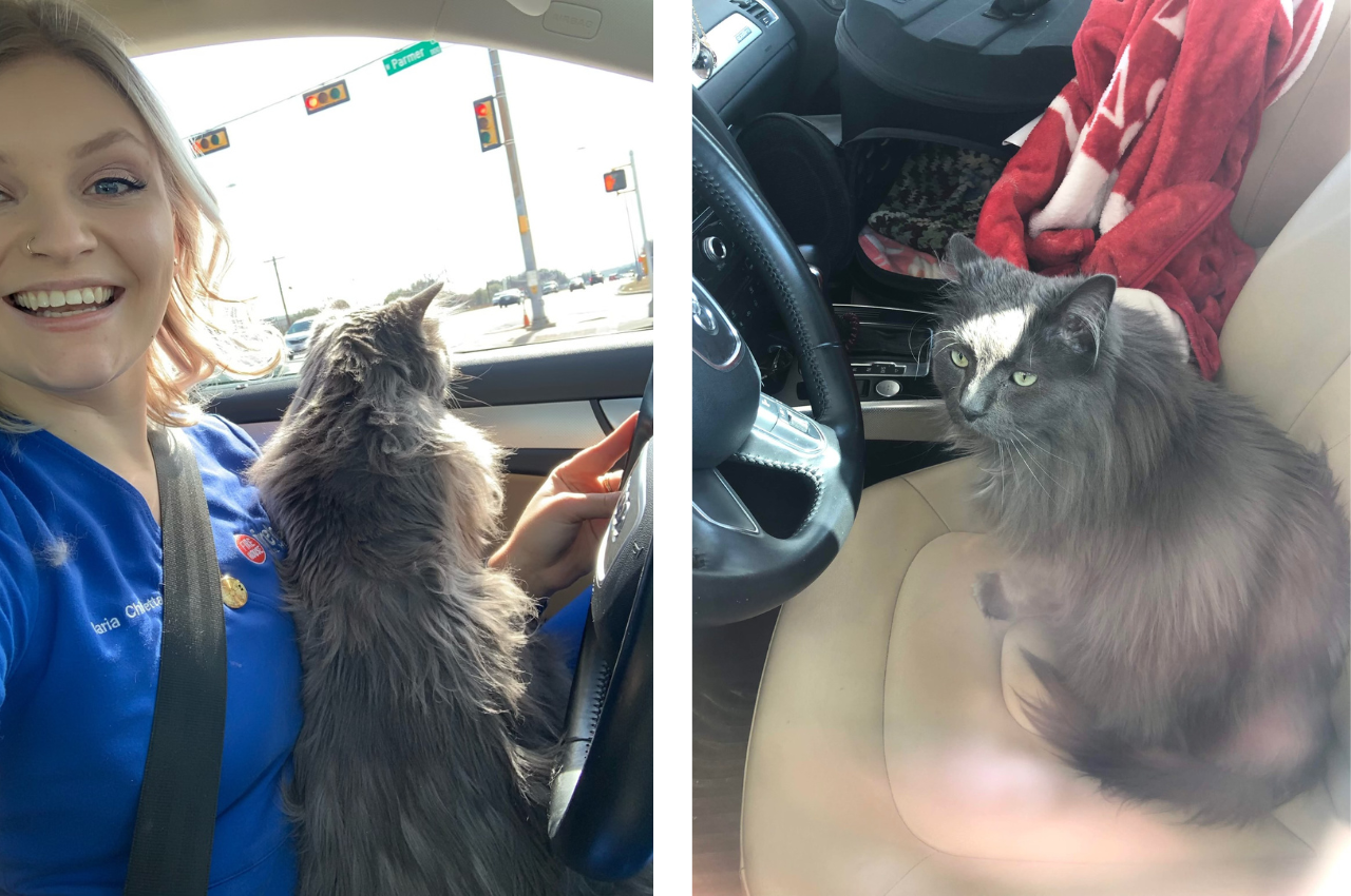 Traveling In 2023 With Your Pet Firehouse Animal Health Round Rock