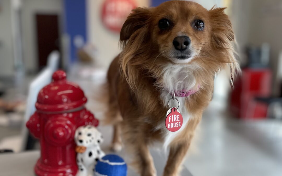 Seeking a Lost Cat or Dog?  4 Ways to Track Them Down