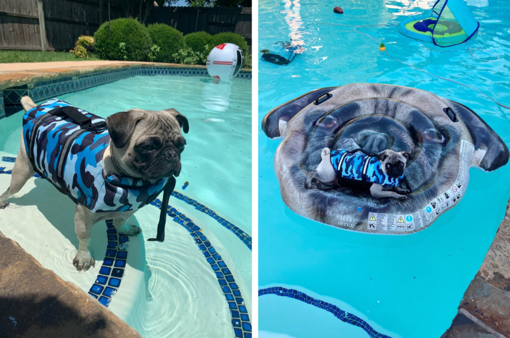 Mort the pug wearing a lifejacket in the pool