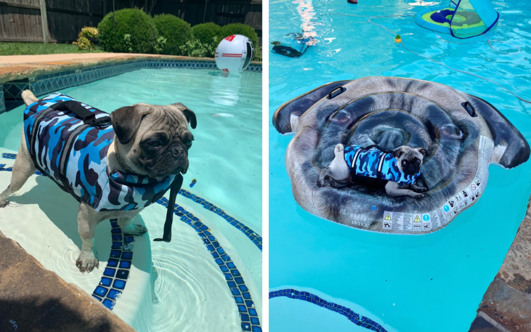 A Guide to Pet Safety on Boats and Lakes  Stay safe by planning ahead