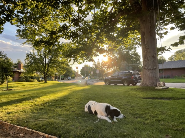 Safety strategies for living with a deaf dog  Guidelines for owners of pets with hearing impairments