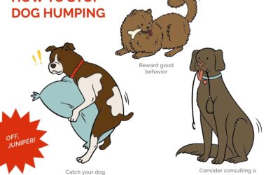 Humping: Dogs Mount For More Than Sexual Reasons  There’s no reason to be embarrassed, but action is required if it’s constant