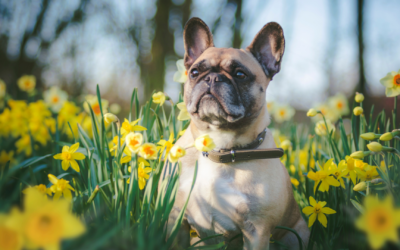 Pet Care Essentials: From Spring Allergies to Summer Heat  Keep your cat and dog healthy in 2024