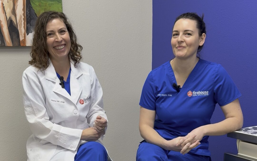 8 Summer Safety Musts for Your Pets  Learn How to Have a Healthy Summer with Tips from Drs Sherry Hill and Kristen Ussery