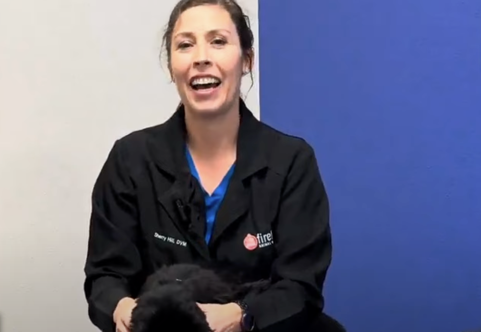 My Pet Vomited: What Should I Do?  Essential advice for vomiting cat or dog