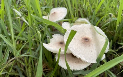 Watch for Toxic Garden Mushrooms  Keep pets safe after rainy weather.