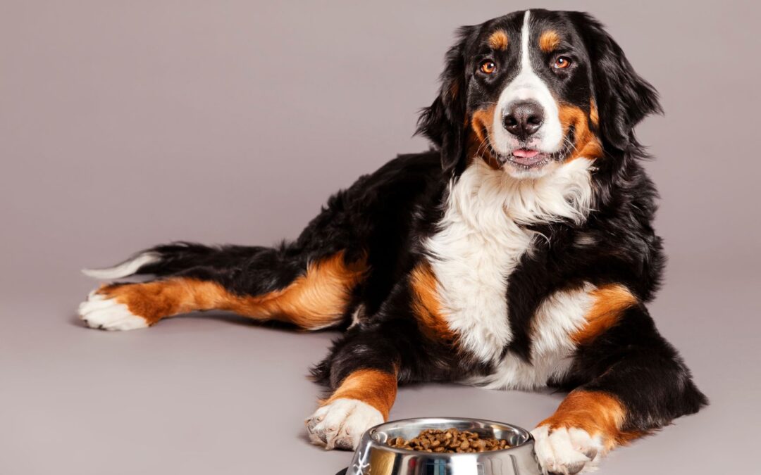 Grain-Free Foods Cause Heart Disease in Dogs  Rethink your pet’s diet. Choose nutrition that supports long-term heart health.