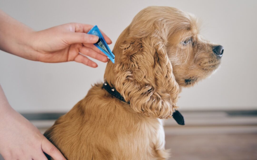 Heartworm Disease in Cats & Dogs  Why monthly prevention is essential for your pet
