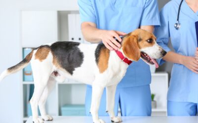 Disaster Preparedness for Pet Families  Families with cats & dogs can plan ahead with these simple tips