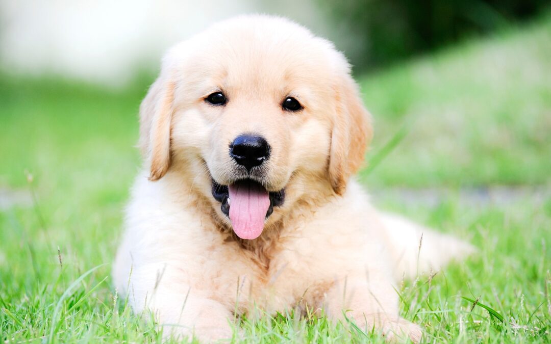 Canine Parvovirus: Potentially Deadly & Expensive to Treat  Puppies and unvaccinated adult dogs are susceptible to this disease