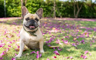 Algae Awareness for Austin Dog Owners  Blue-green algae cause illness (or death). Keep your pets out of affected waters.