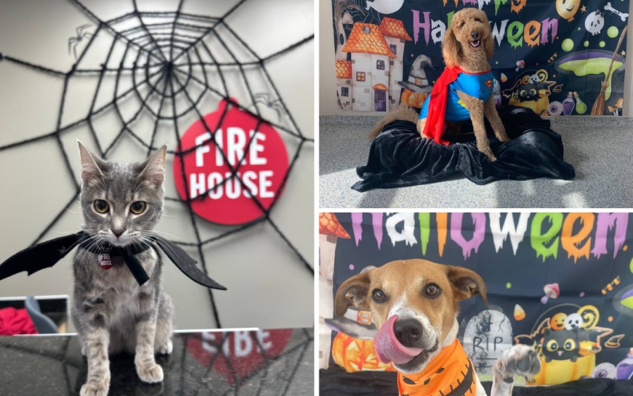 🎃 Fear Free Costume Tips for Pets