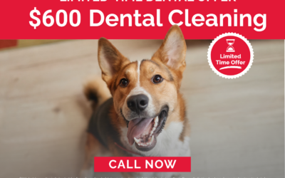 $600 Pet Dental Cleaning Special at Firehouse Round Rock