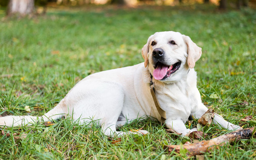 dog sitting on the grass